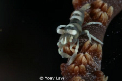 wire coral shrimp
60 MM macro +60 mm extension tubes by Yoav Lavi 